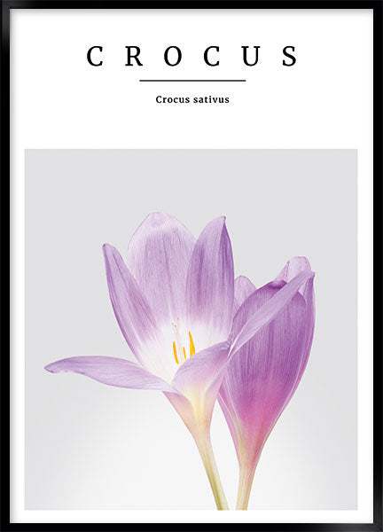 crocus no2
