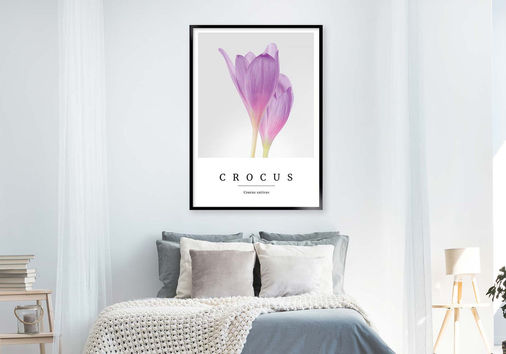 crocus no3