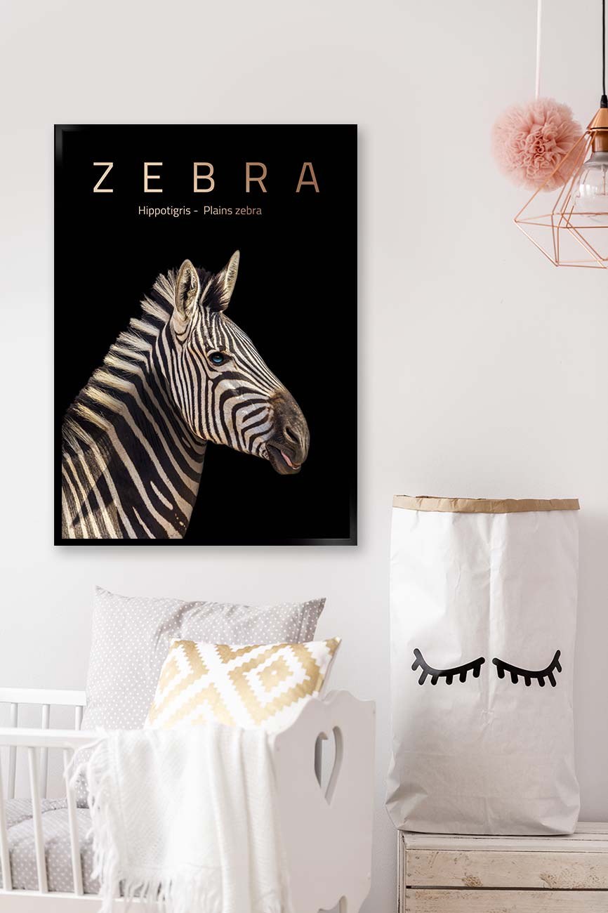 zebra
