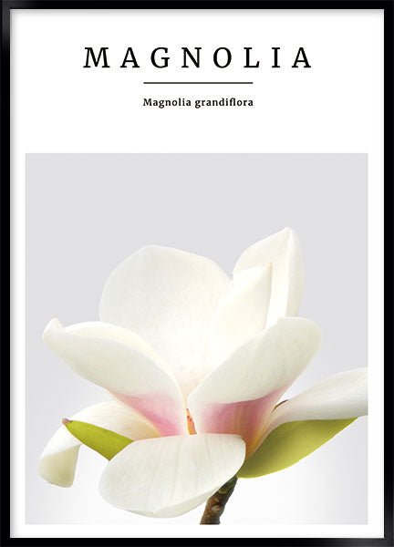 magnolia no3