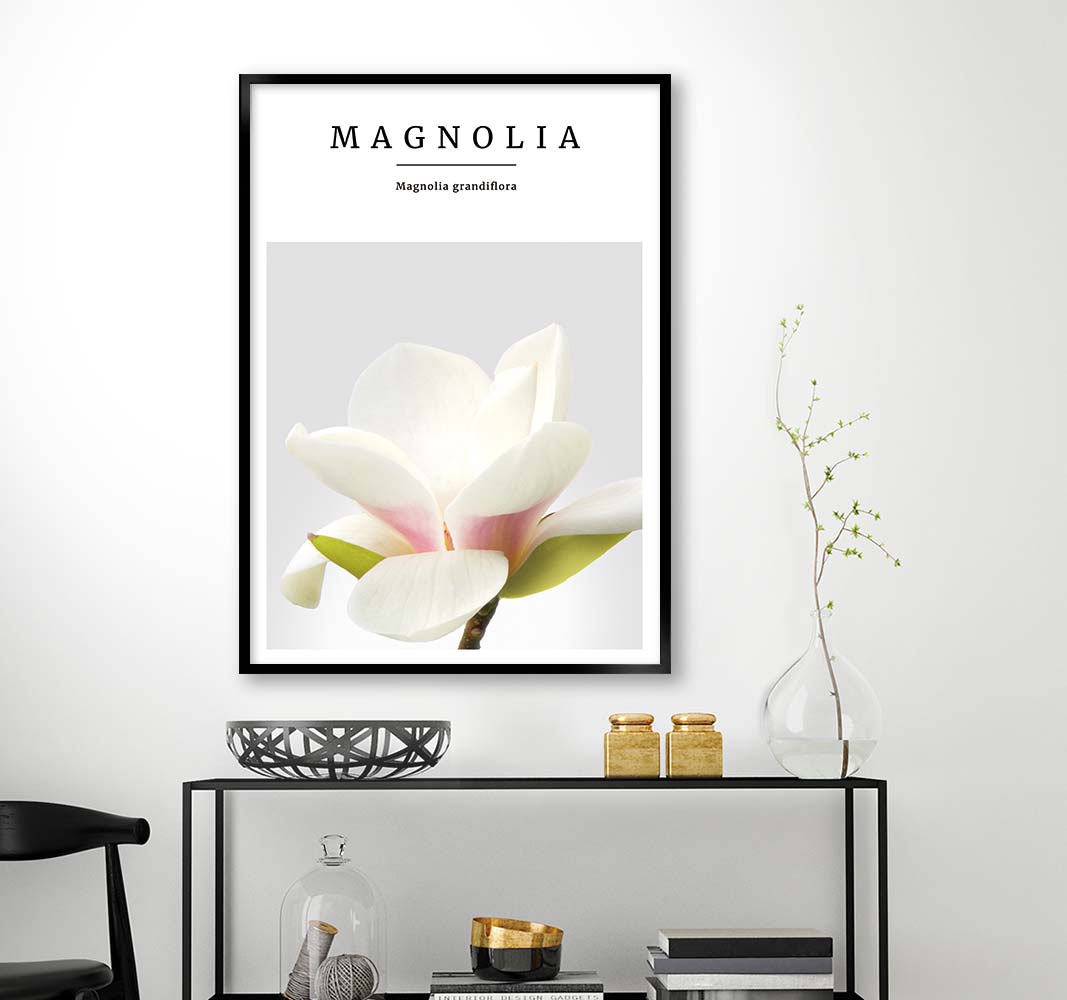 magnolia no3