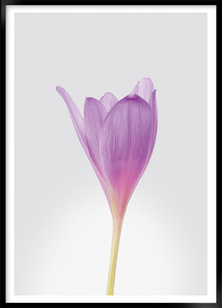 crocus no1