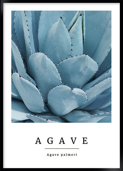 agave no2