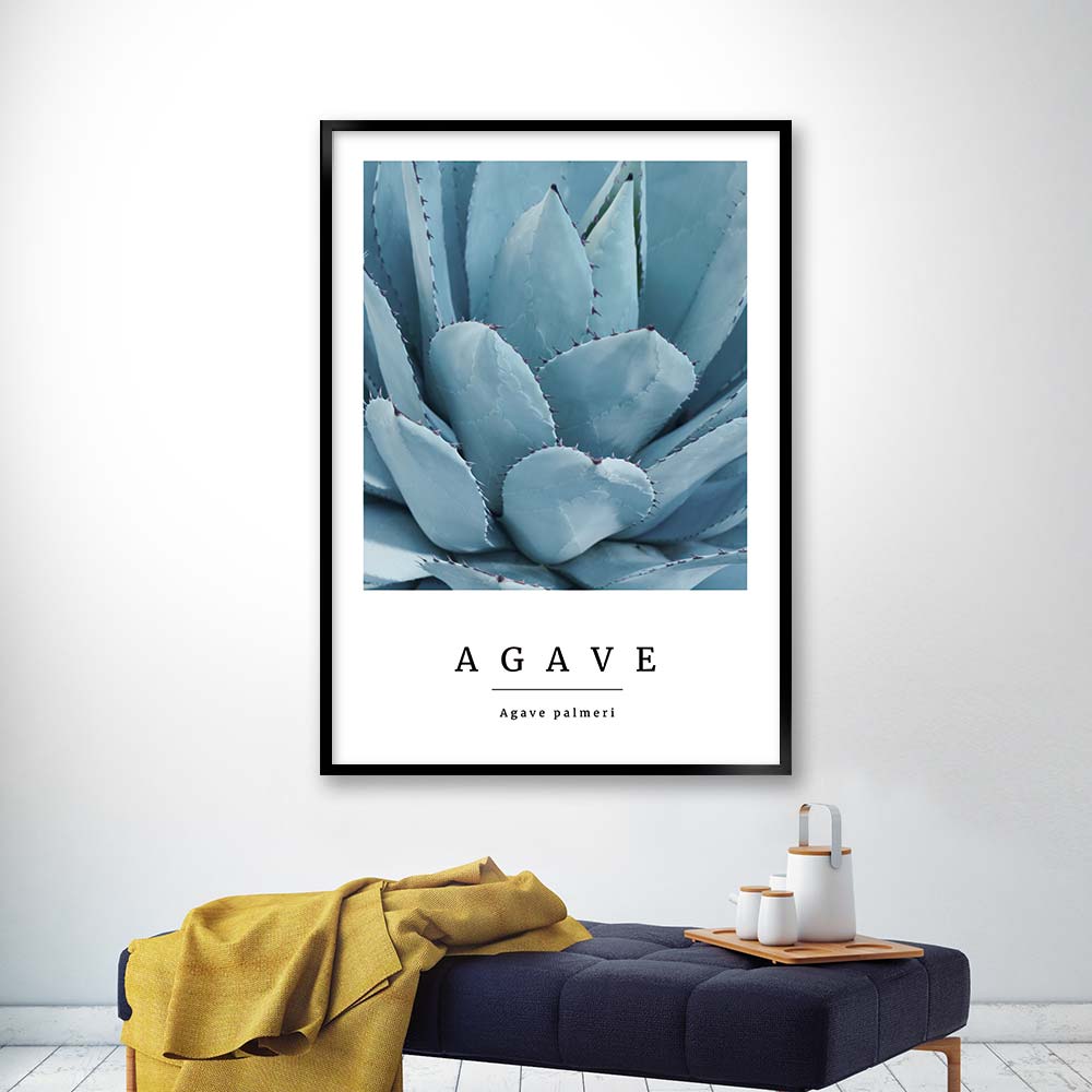 agave no2