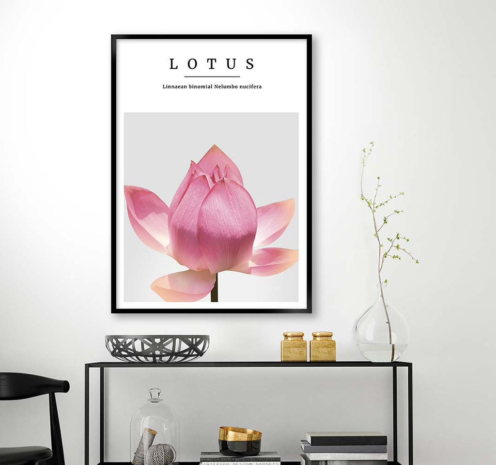 lotus no1