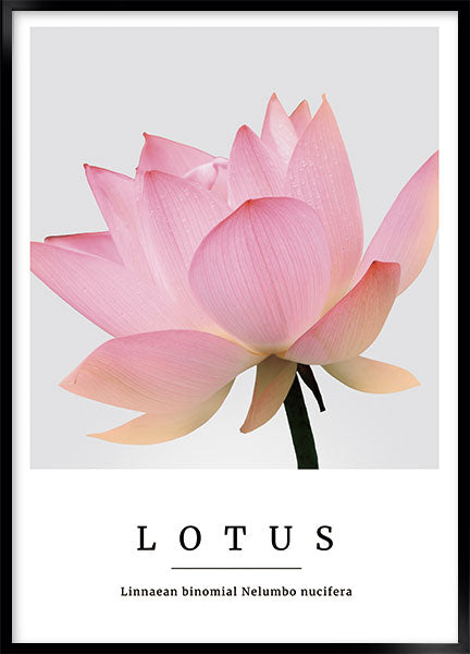 lotus no4