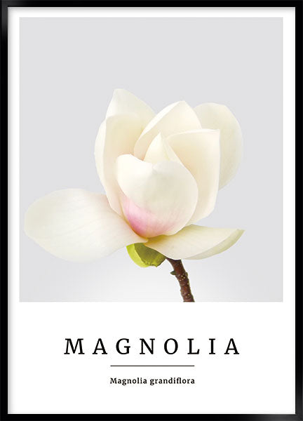 magnolia no2
