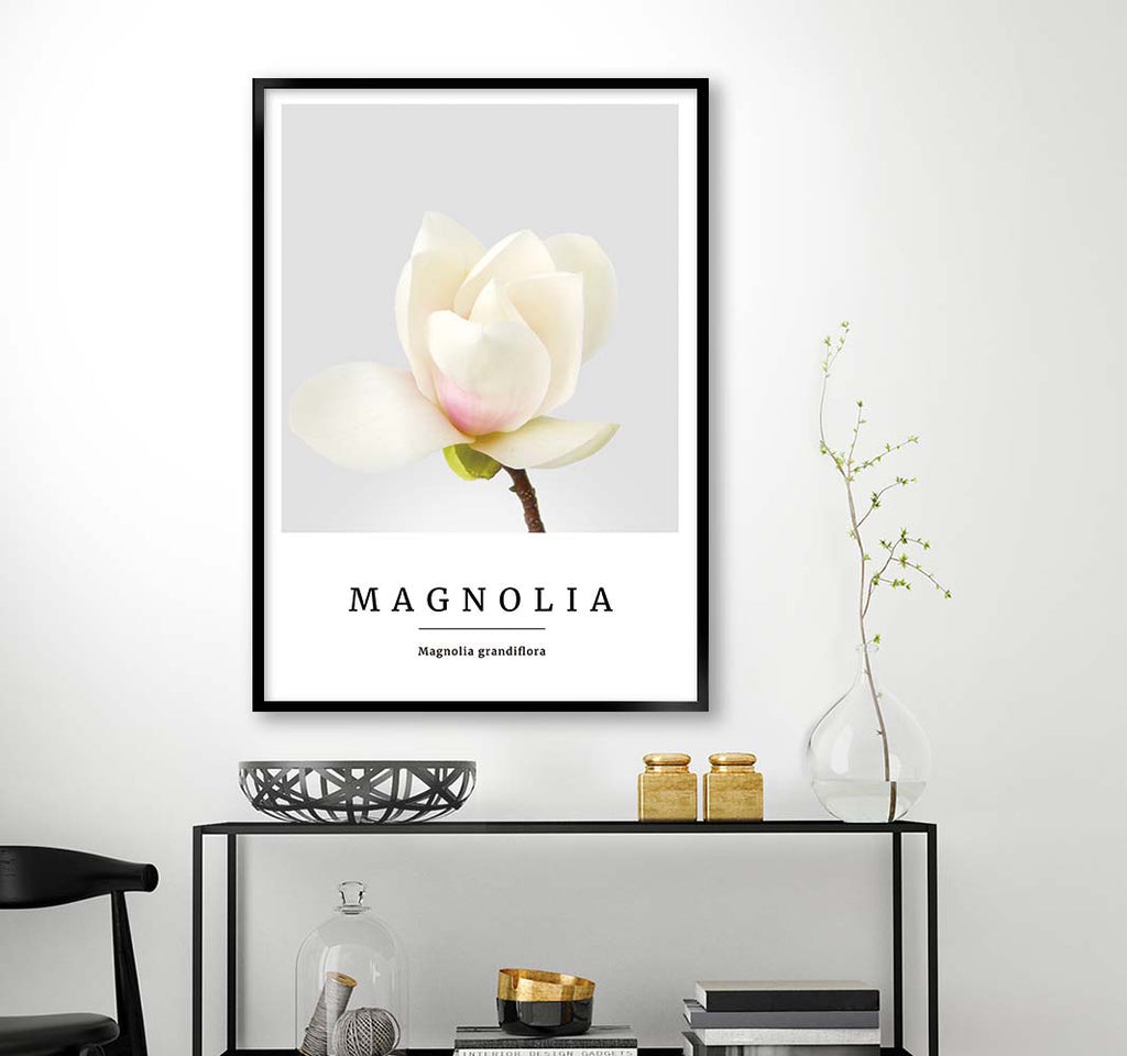 magnolia no2