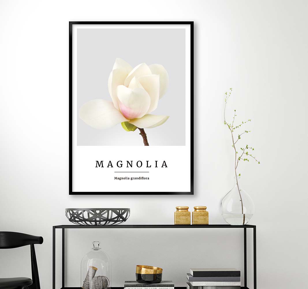 magnolia no2