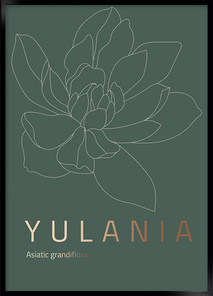 yulania