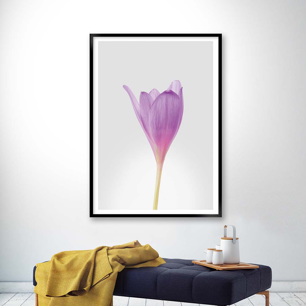 crocus no1