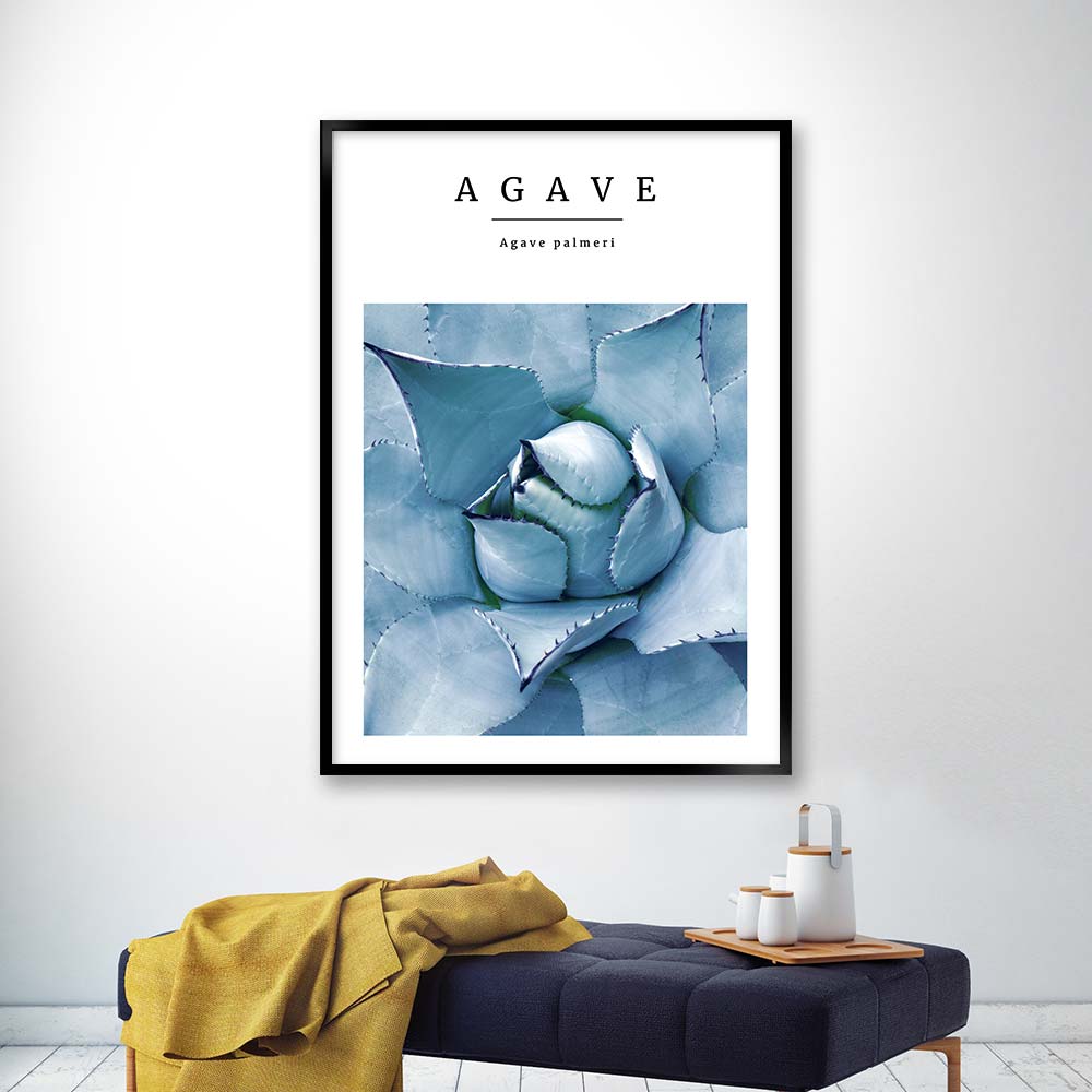 agave no3