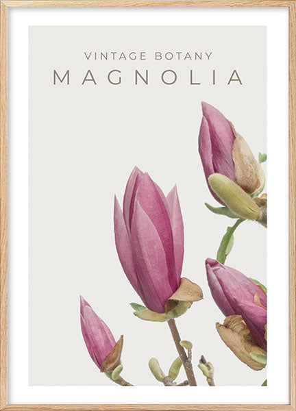 vintage magnolia no4