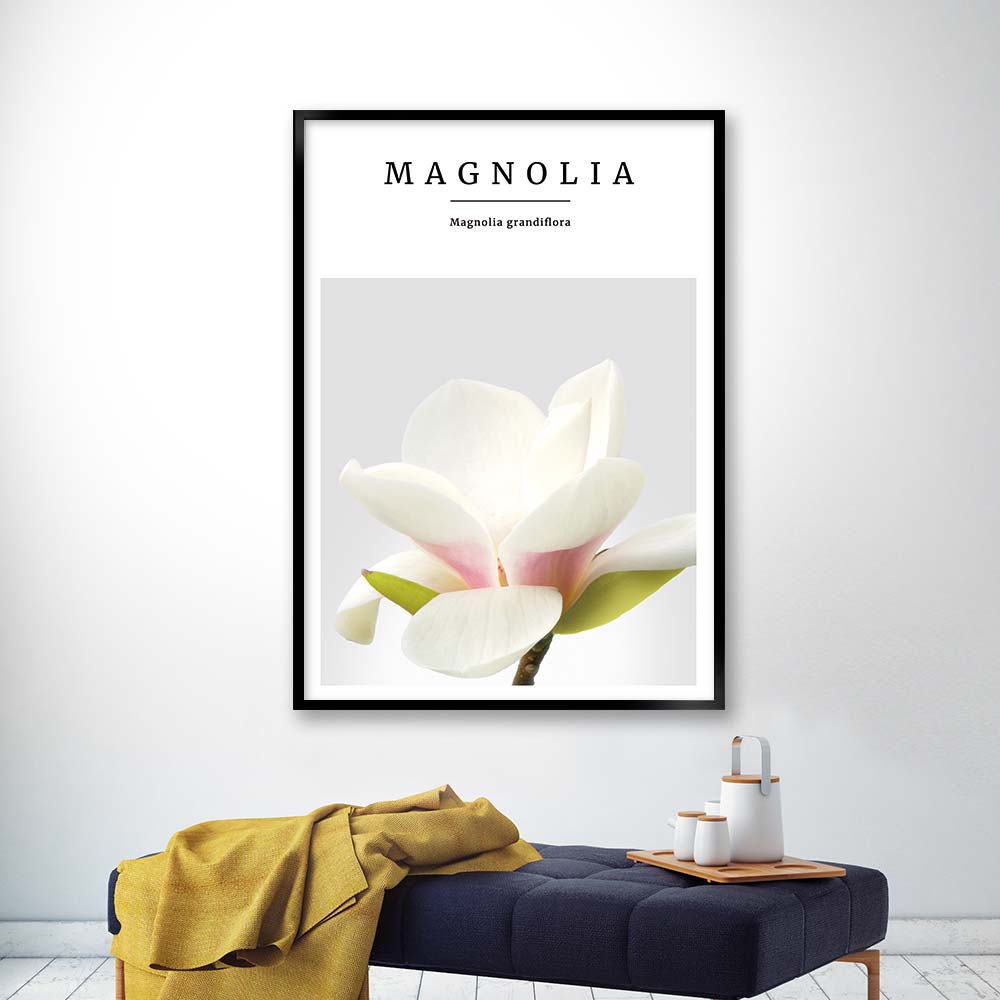 magnolia no3