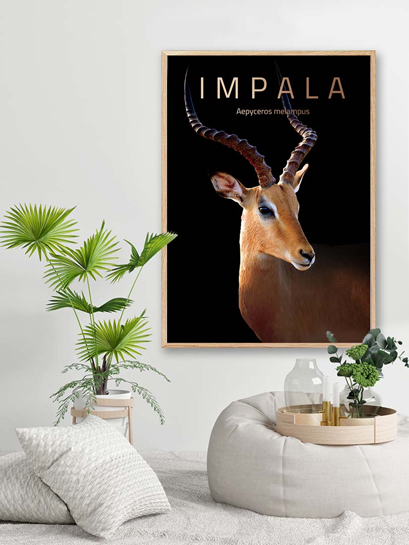 impala