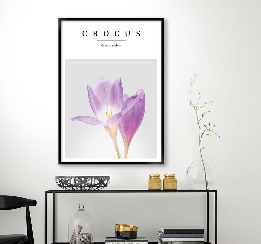 crocus no2
