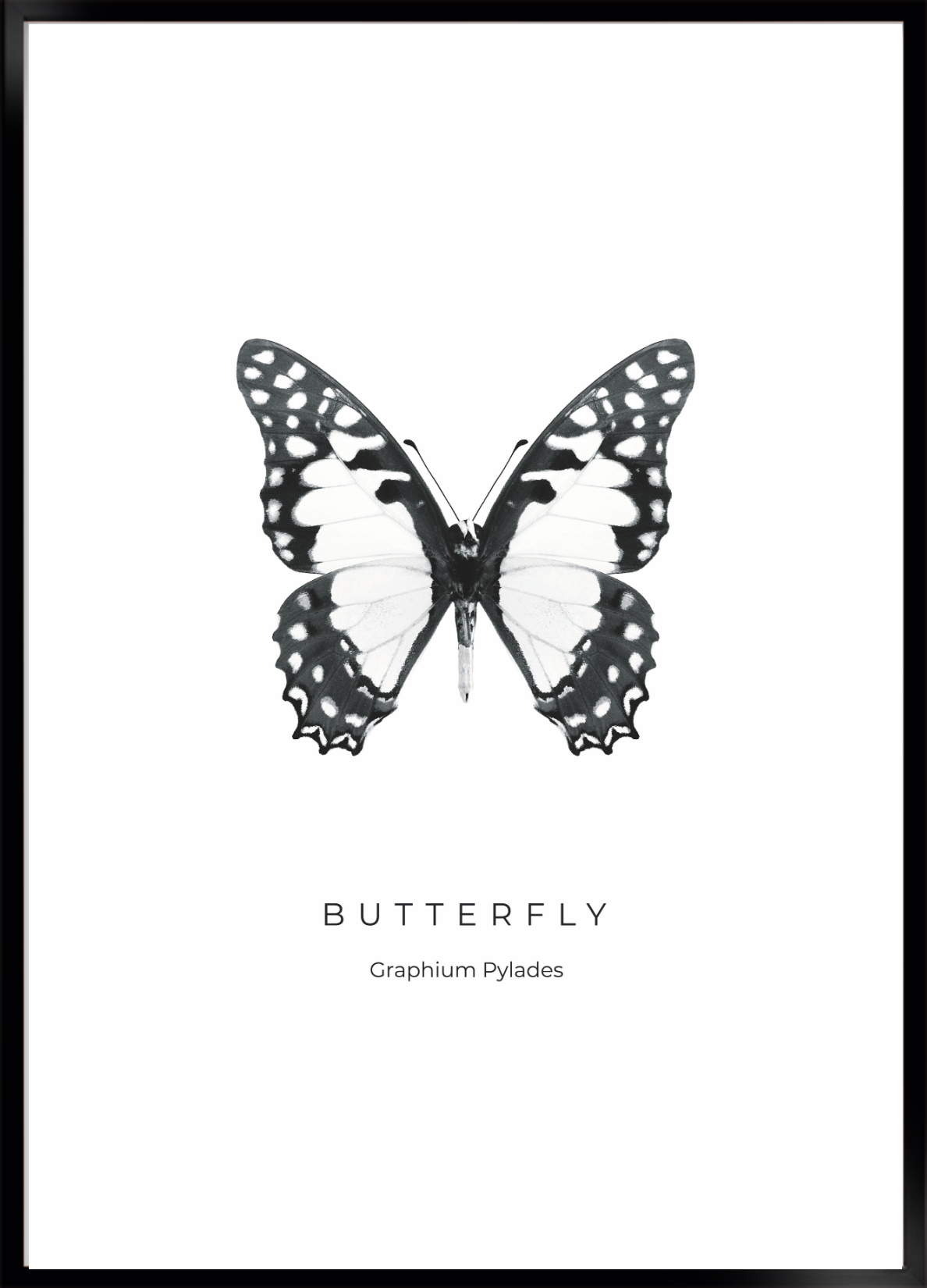 Butterfly no 3