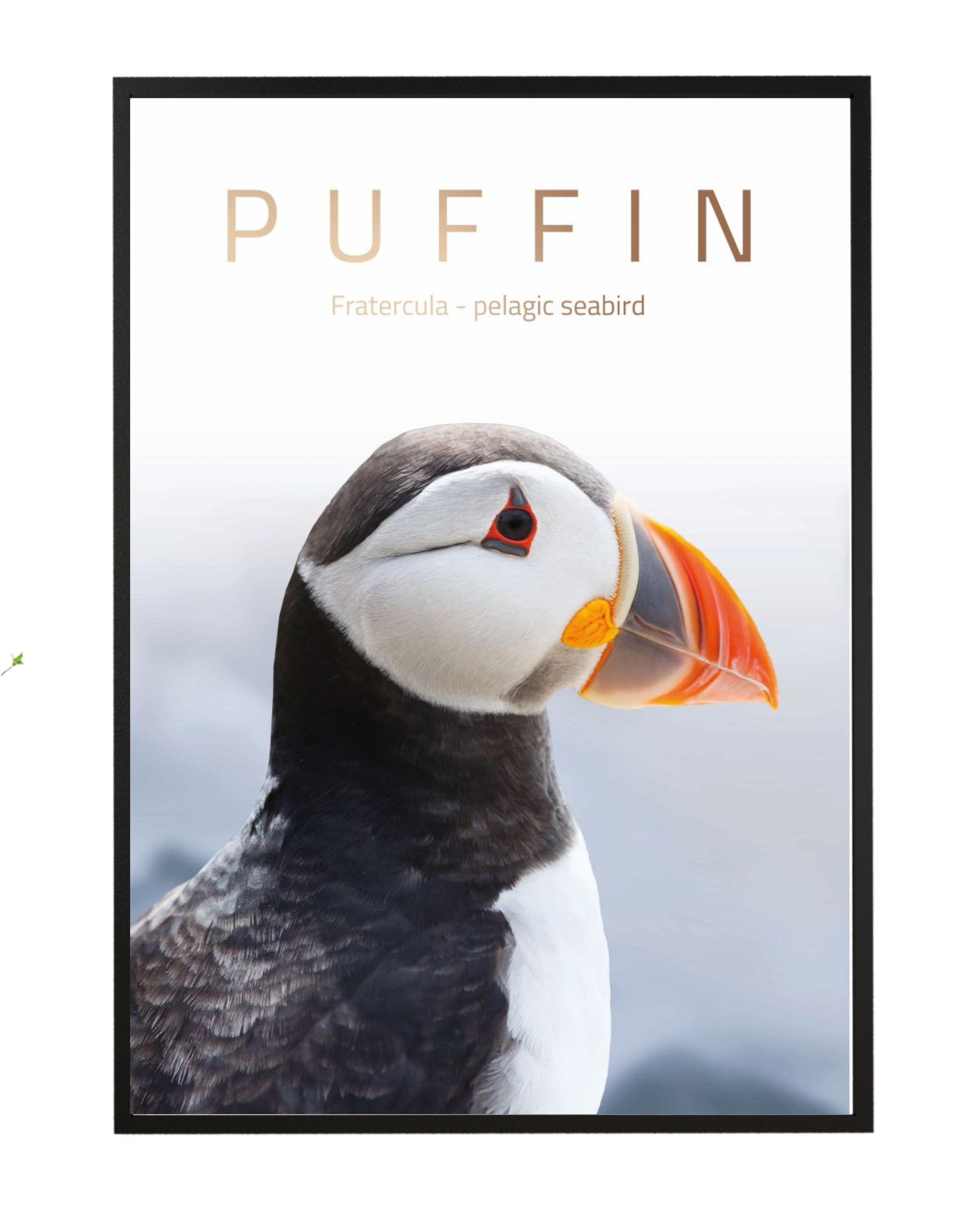 Puffin / Lunde