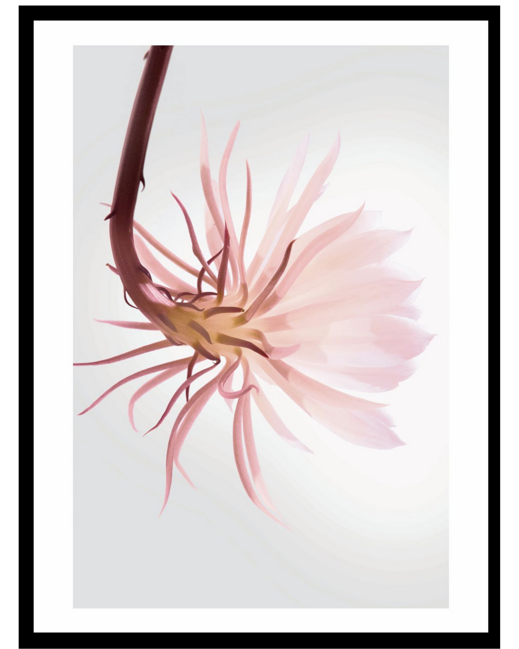 Special Sandrose No.1