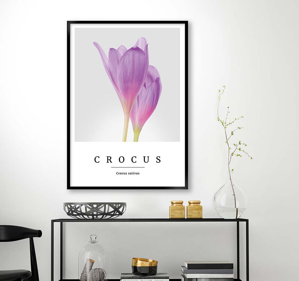 crocus no3