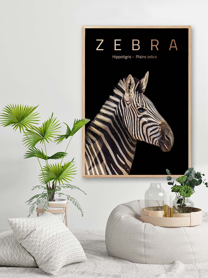 zebra