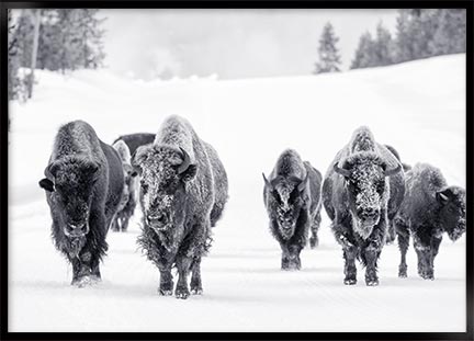 bison gruppe