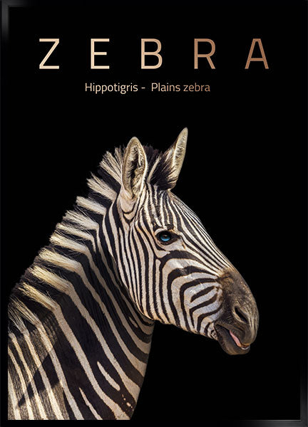 zebra
