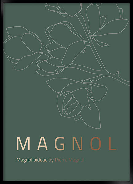 magnol