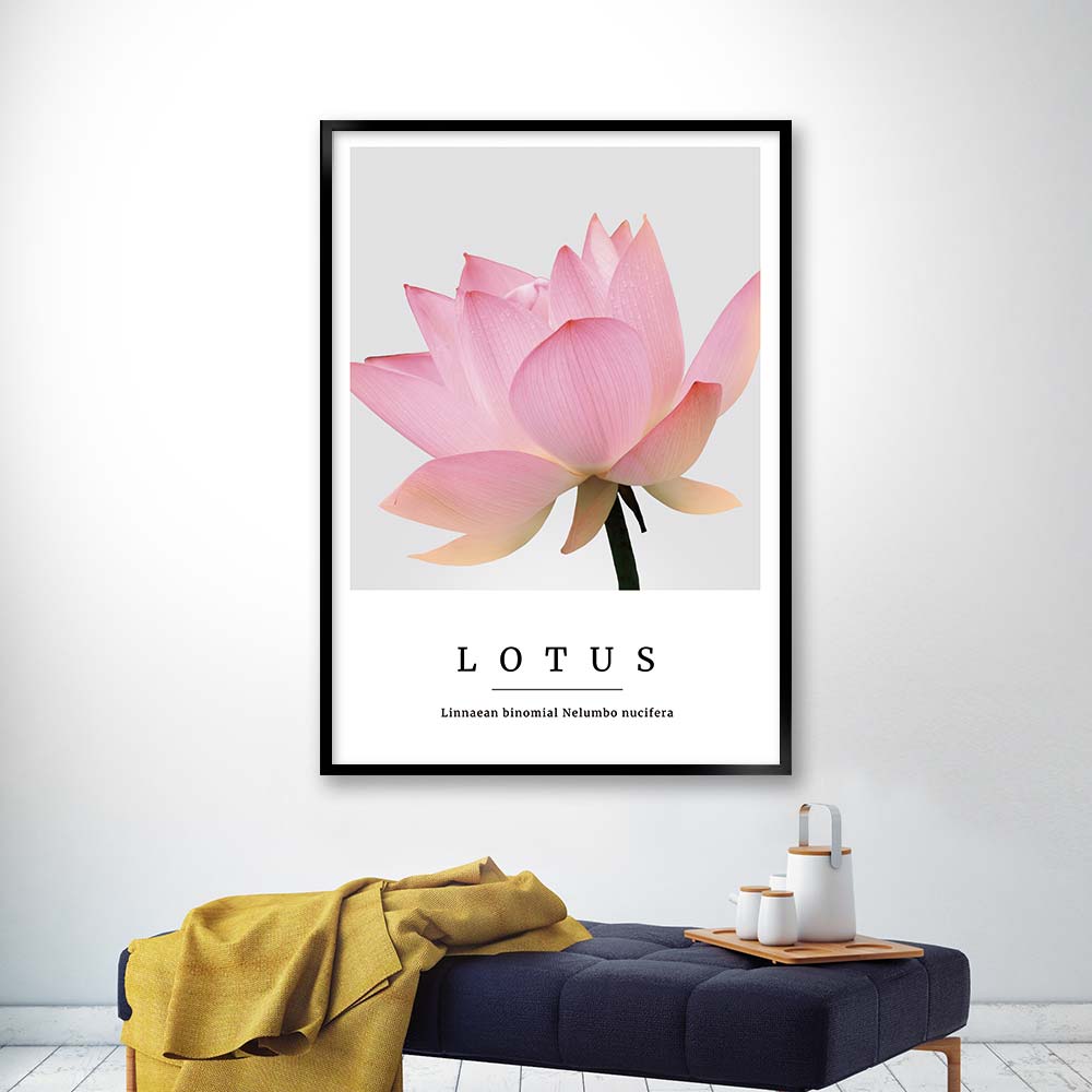 lotus no4