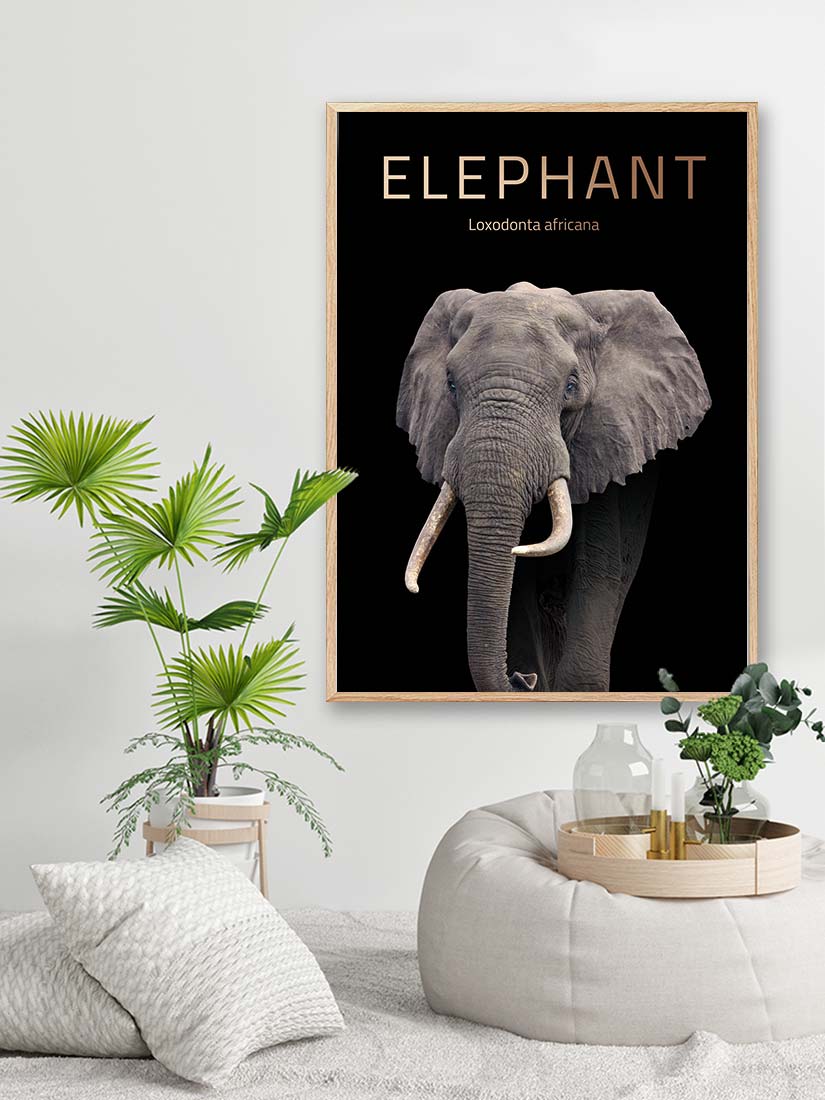 elefant