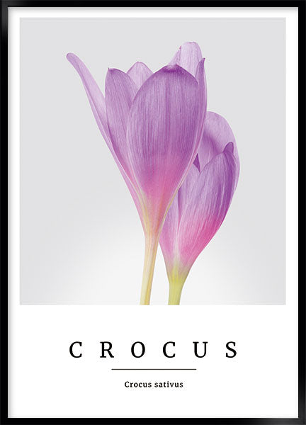 crocus no3