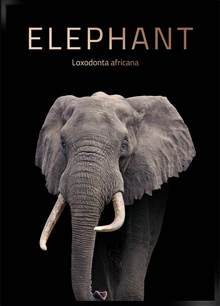 elefant
