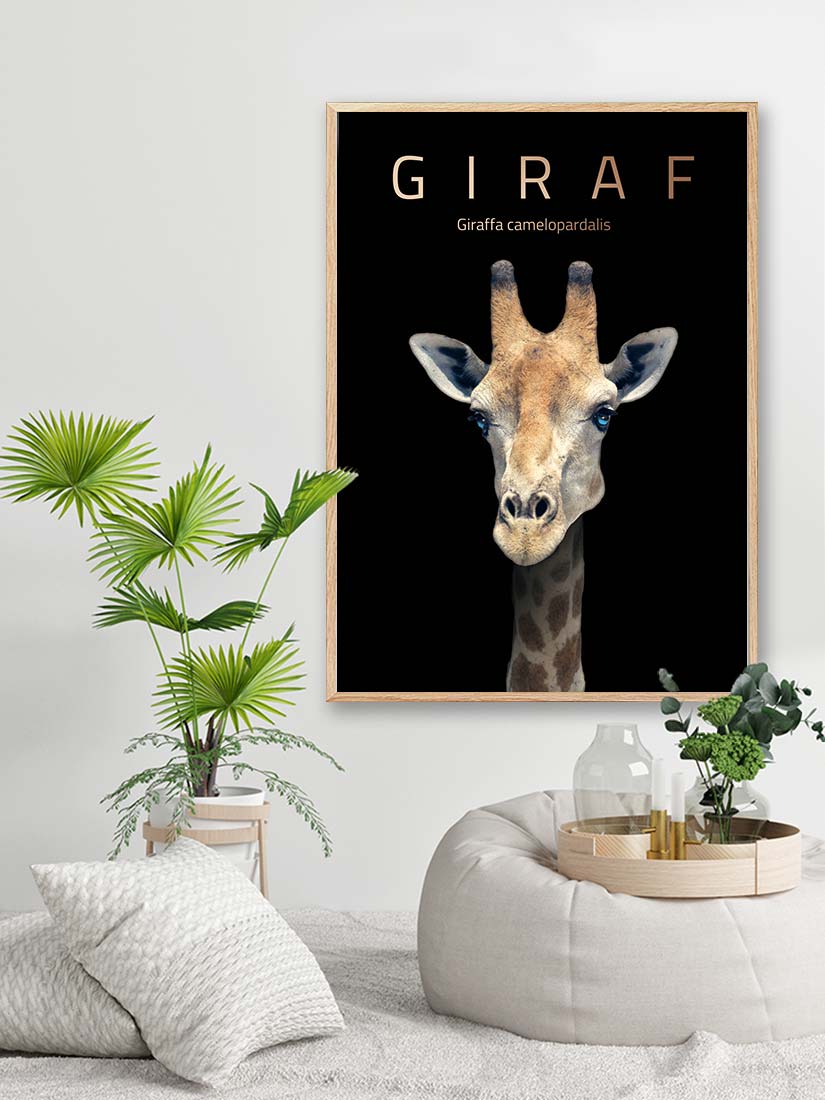 giraf