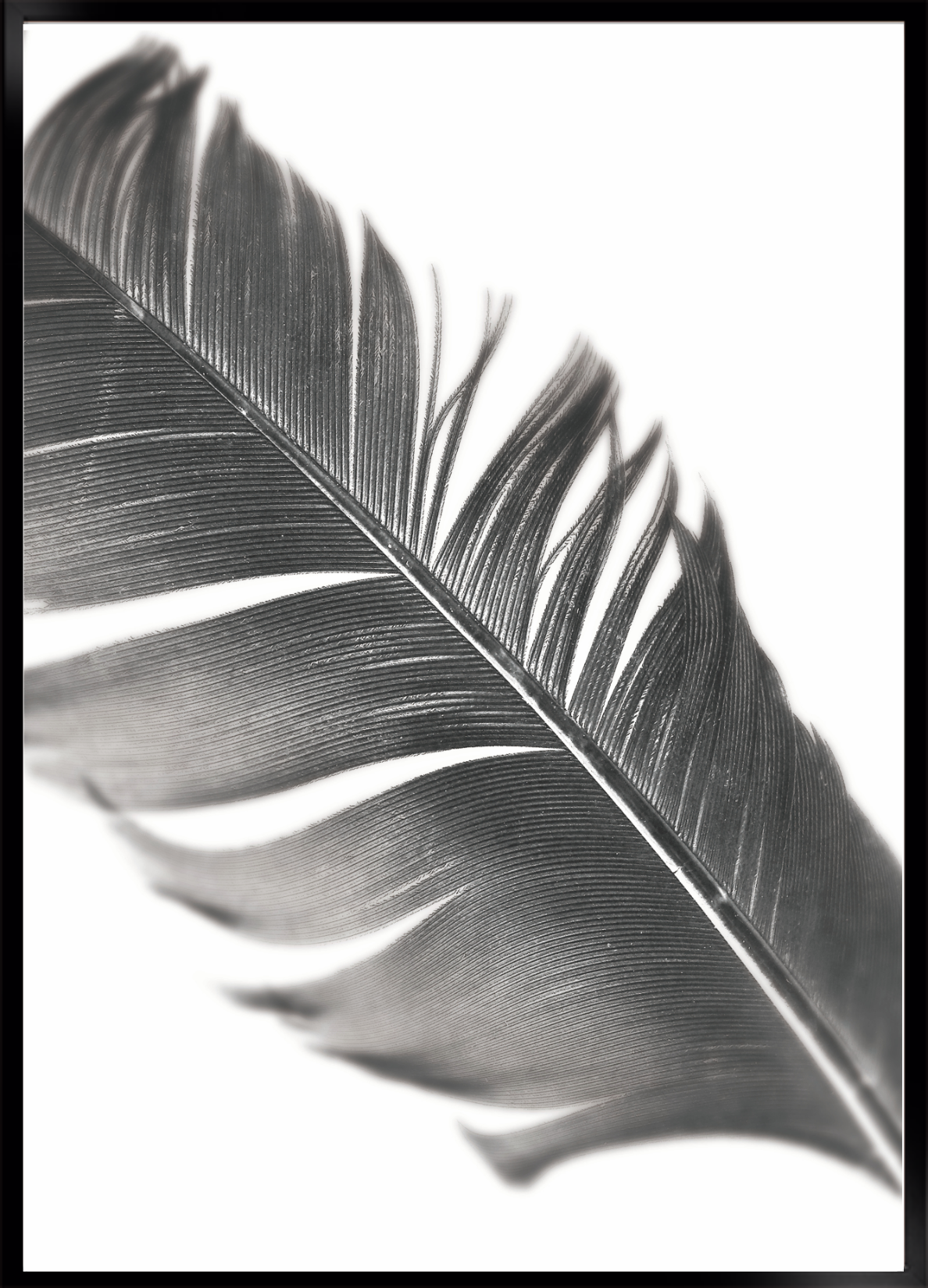 Feather