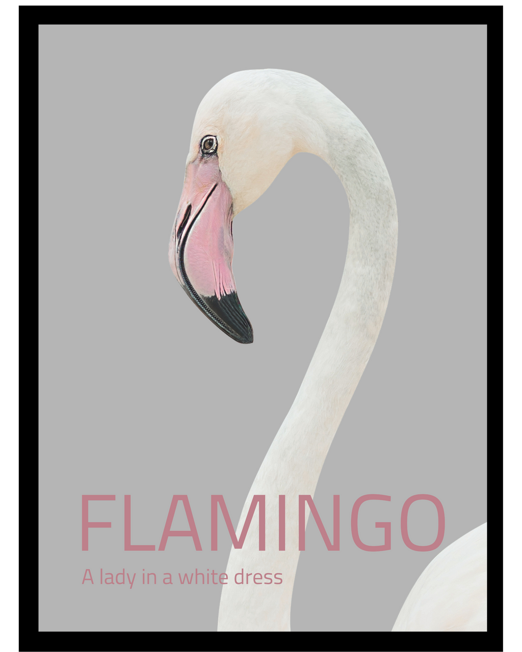 Flamingo2