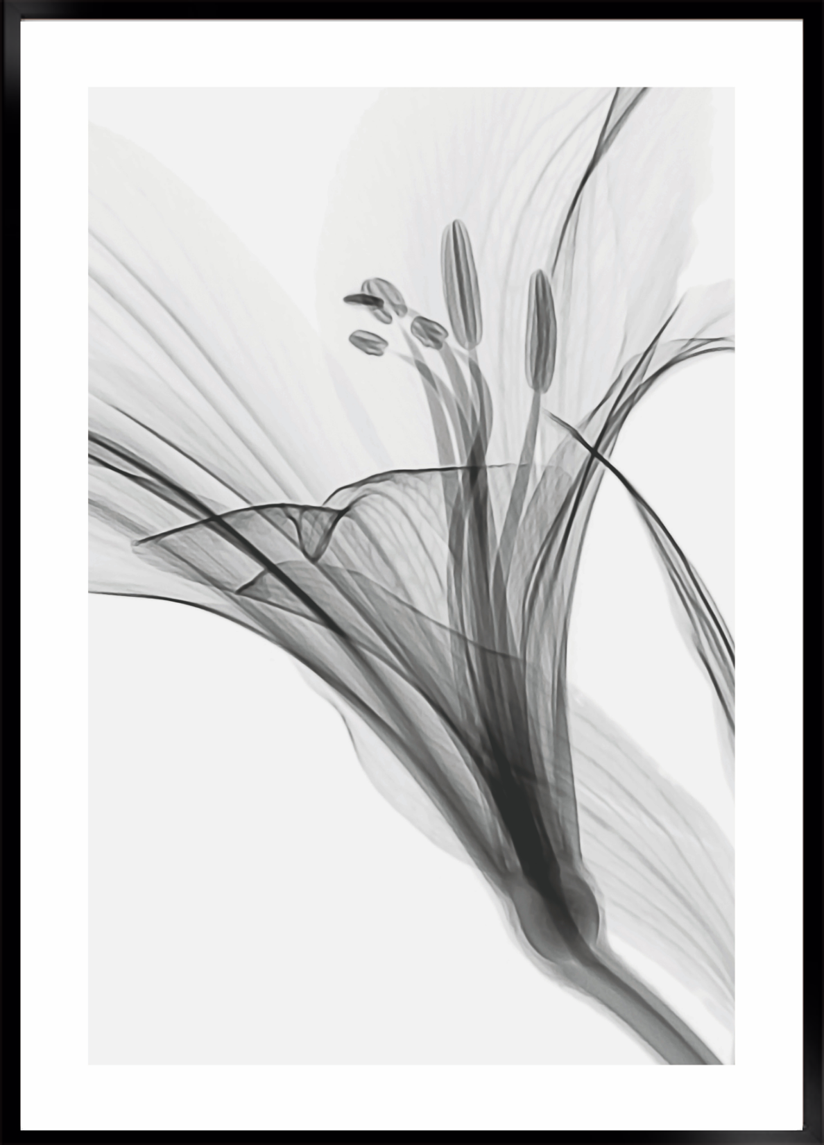 Flower transparent no. 1