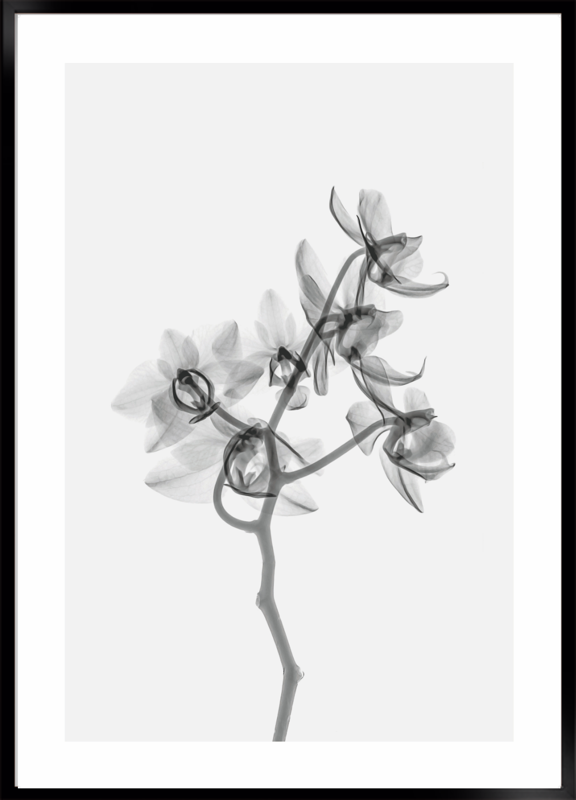 Flower transparent no. 4