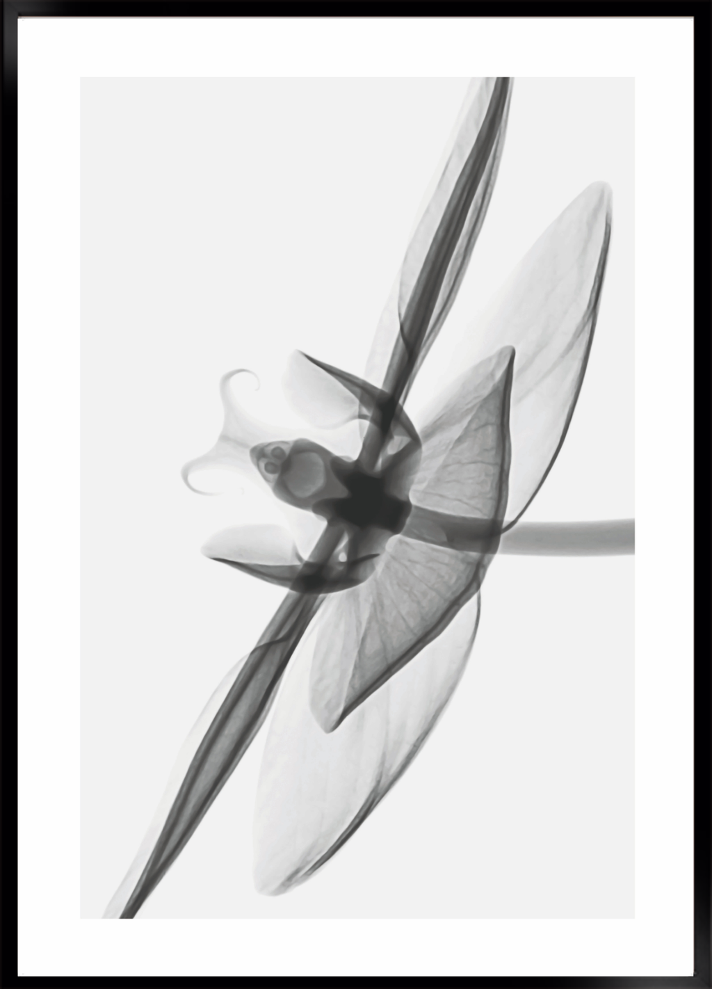 Flower transparent no. 3