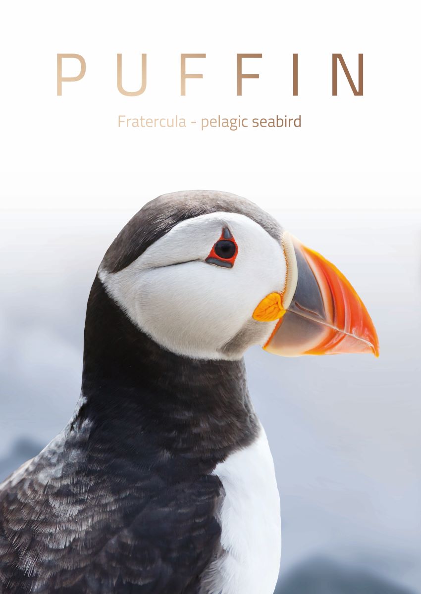 Puffin / Lunde