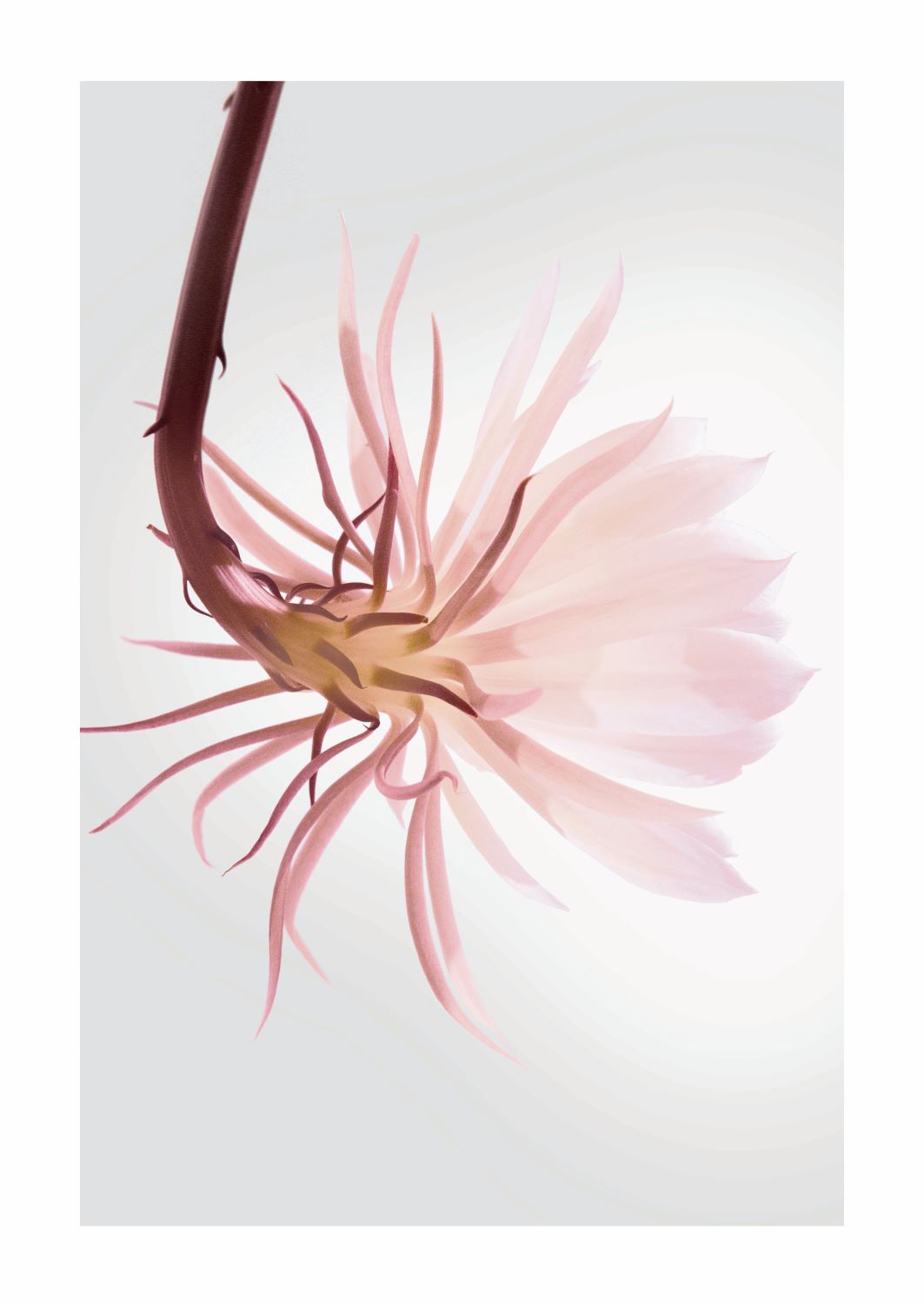 Special Sandrose No.1